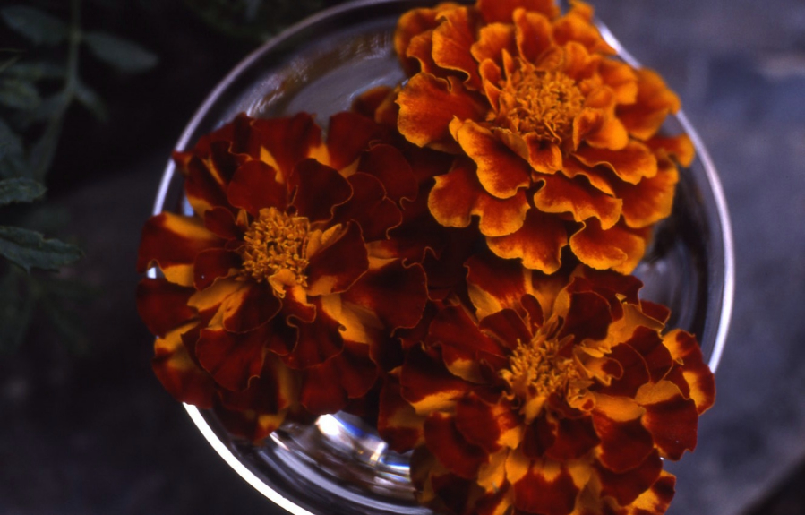 Essence florale d'oeillet d'Inde