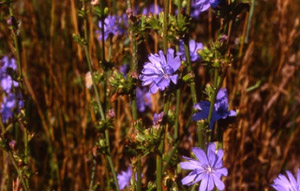 Bachblüte Nr. 8 Chicory